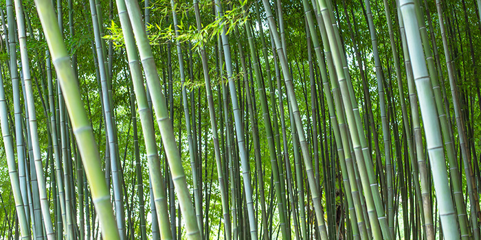 Tosaíonn tionscal bambú na Síne turas nua